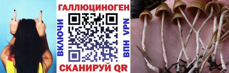 Купить где  Каргат  Галлюциногенные грибы ЛСД 